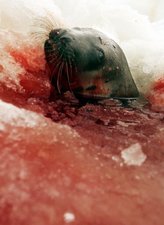 un bain de sang