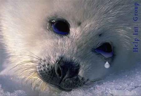 aider 
